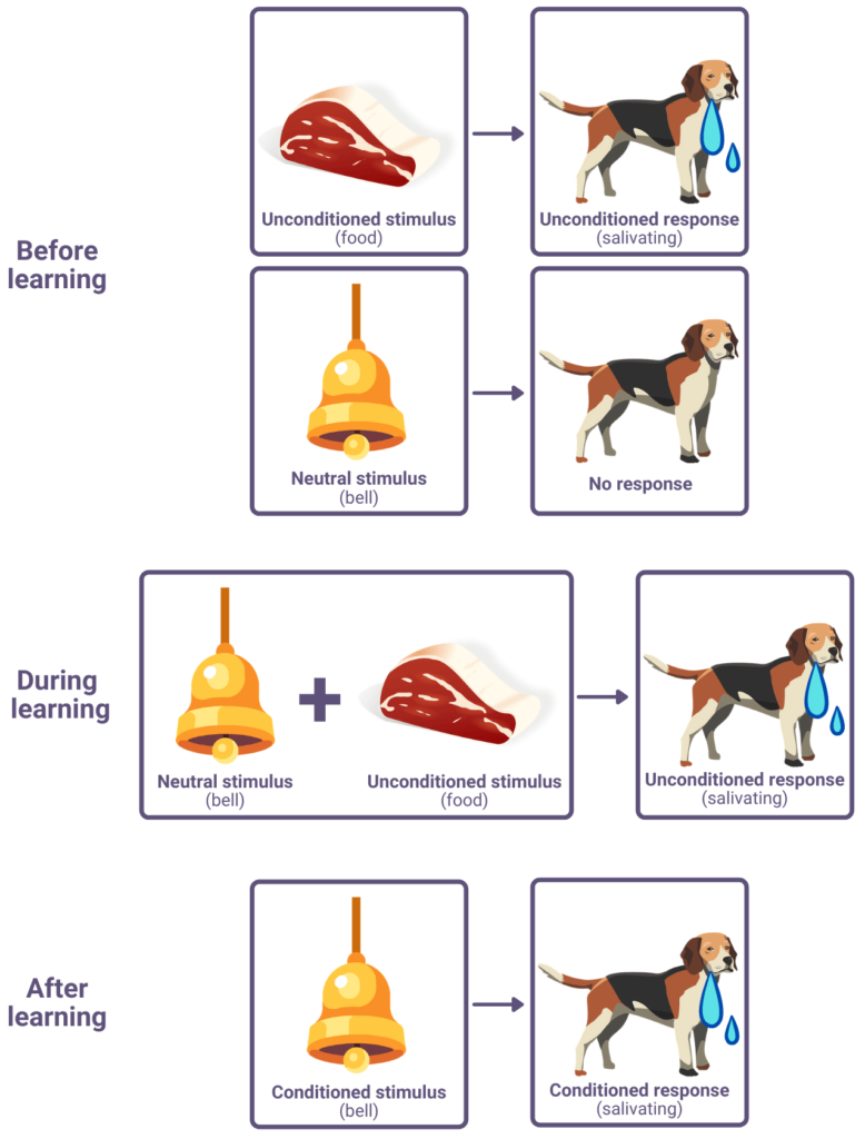 Approaches in Psychology - Psychology A Level