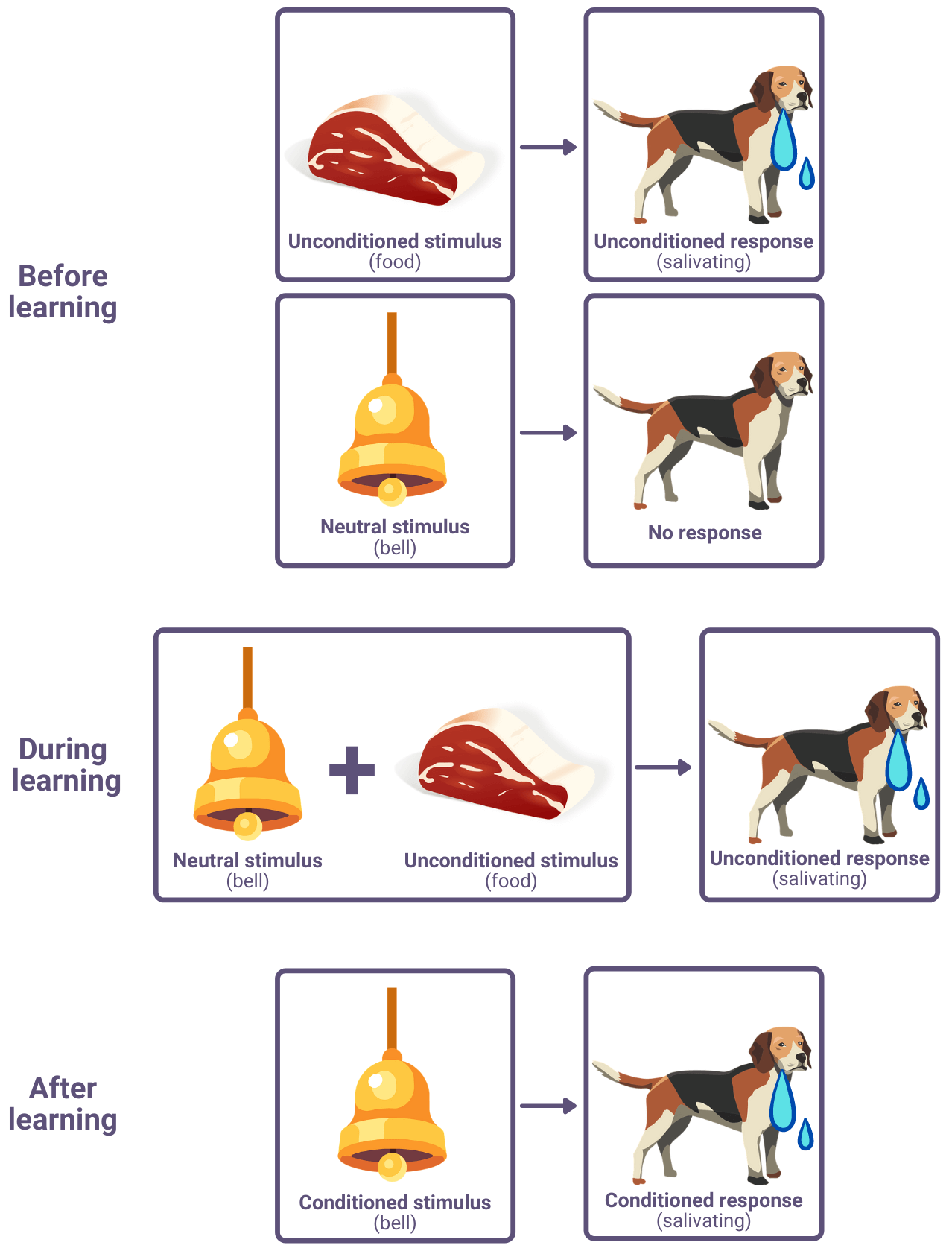 pavlov classical conditioning dog