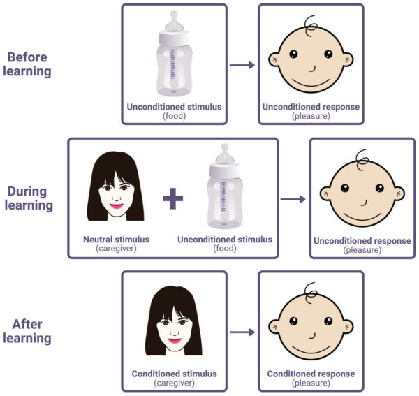 Attachment - Psychology A Level
