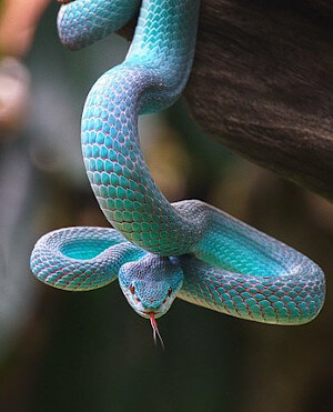 snake schema example