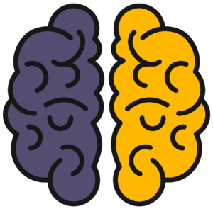 left and right brain hemispheres