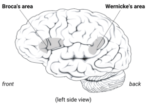 broca's area wernicke's area brain diagram