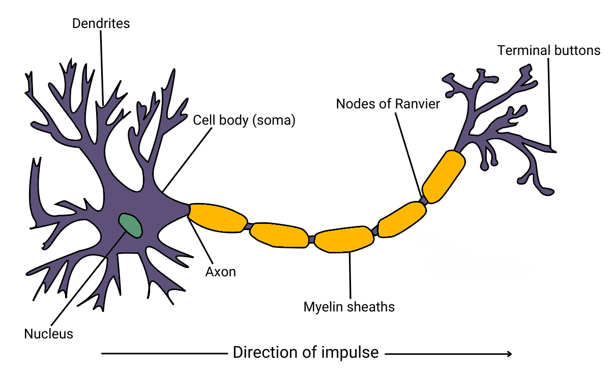 neuron structure labelled