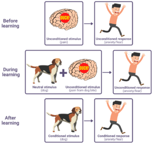 classical conditioning of phobia
