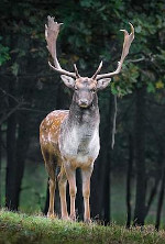 stag male sexual selection