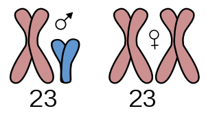 xy xx chromosomes