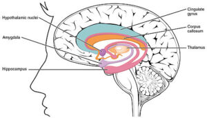 limbic sytem amygdala