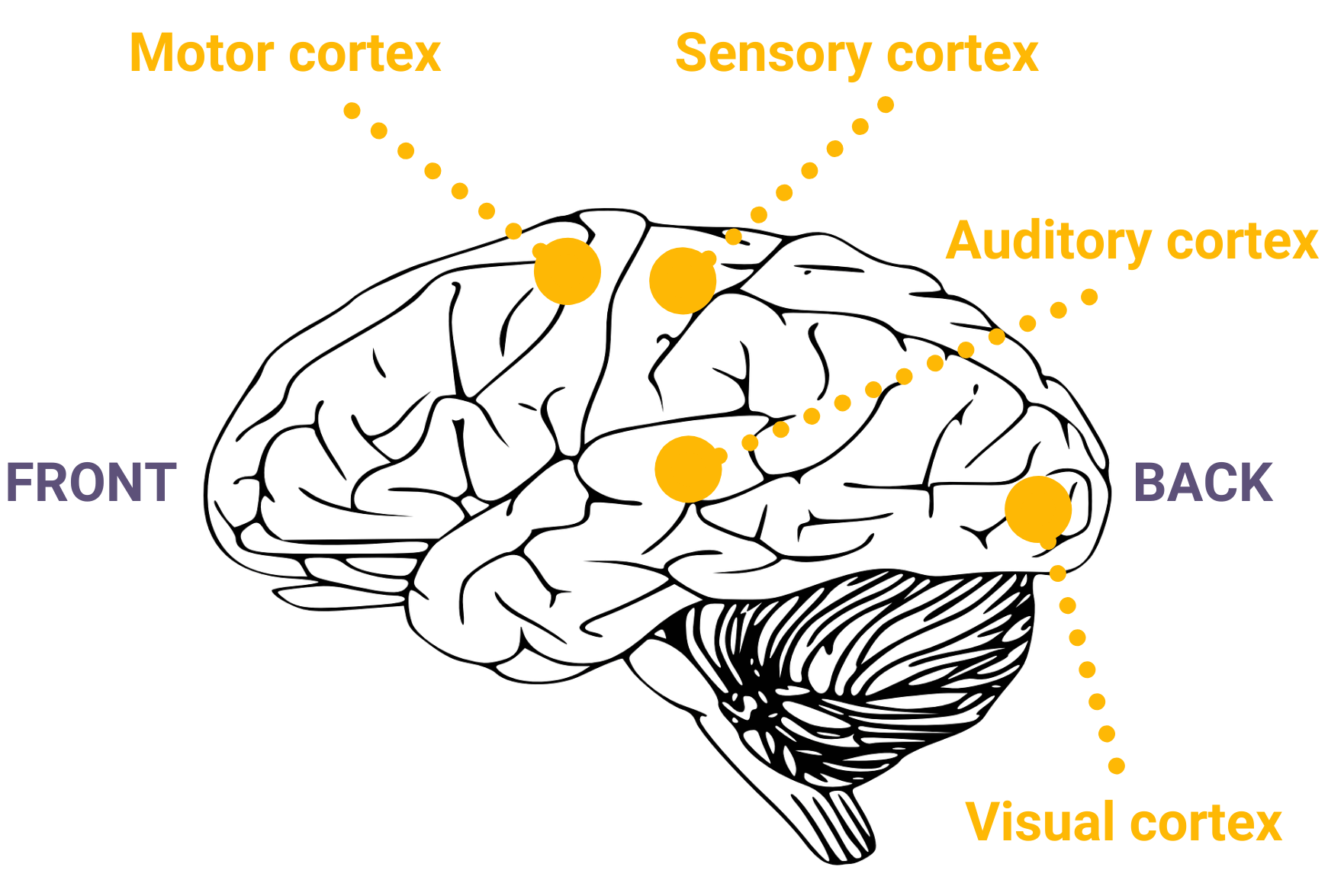 localisation of function within the brain