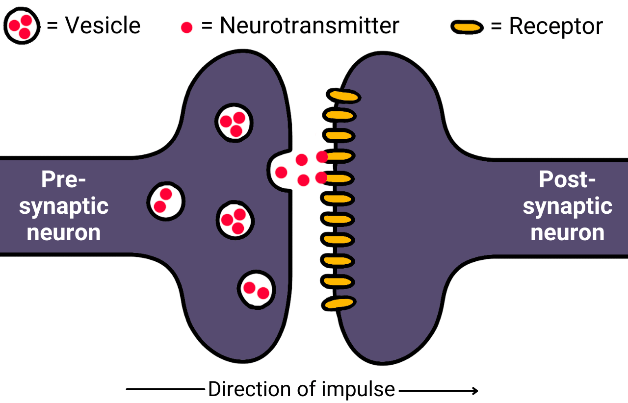 synaptic transmission diagram neurotransmitters crossing synapse