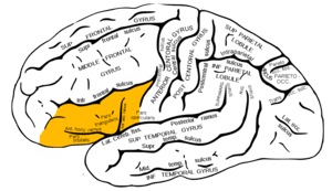inferior frontal gyrus